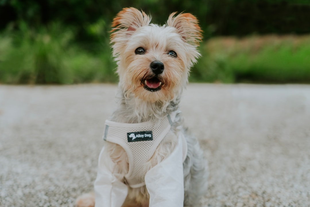 services-02 A small dog wearing a harness and light - colored clothing sits outdoors. With its mouth open and tongue out, it looks happy and cute in a park setting.